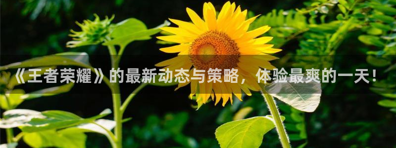 手机极悦娱乐下载安装：《王者荣耀》的最新动态与策略，体验最爽